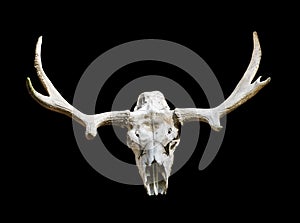 Moose skull with antlers