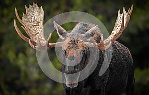 Moose in Snow in Jasper Canada