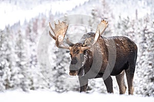 Moose in Snow in Jasper Canada