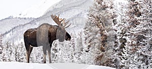 Moose in Snow in Jasper Canada