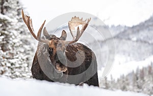 Moose in Snow in Jasper Canada