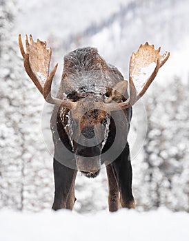 Moose in Snow in Jasper Canada