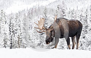 Moose in Snow in Jasper Canada