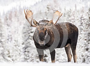 Moose in Snow in Jasper Canada