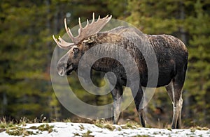 A Moose in Winter in Jasper Canada