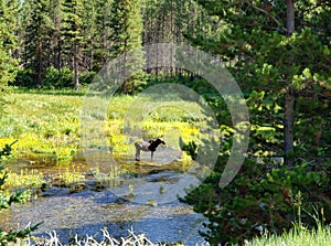 Moose in the springs near island Park Idaho photo