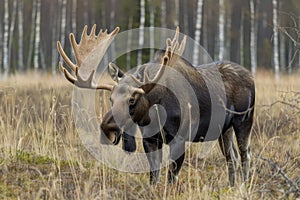 Moose Standing in Field of Tall Grass