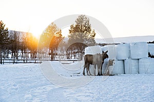 Moose standing near hays in a snowy field in the north of Sweden