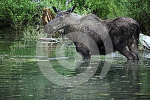 Moose Standing In A Pond