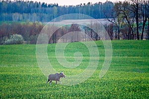 Moose at sunrise, raps field in spring