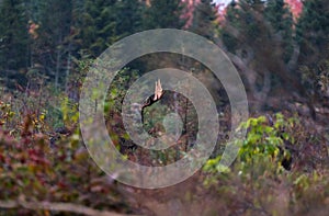 A Moose in a Swampy Bog in the Rain