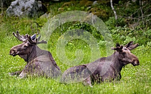 Moose in Sweden photo
