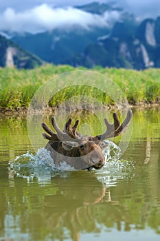 Moose swimming in lake with big horns on mountain background