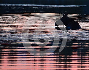 Moose swimming on the lake at Rocky Mountain National Park.\ in Colorado during sunrise