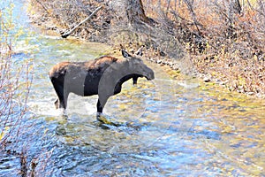 Moose takes its time on its way through a stream in Jackson Hole, Wyoming