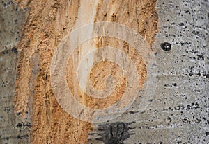 Moose Teeth Marks on Aspen Trunk photo