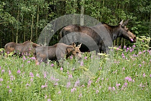 Moose with two Calves photo