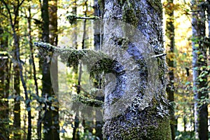 Mosses and lichen on a tree photo