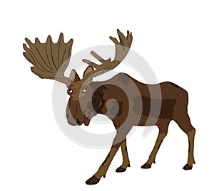 Moose vector illustration isolated on white background. Elk buck.