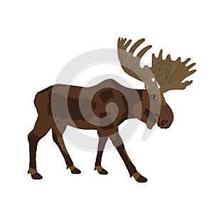 Moose vector illustration isolated on white background. Elk buck.