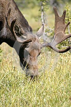 Moose in Velvet