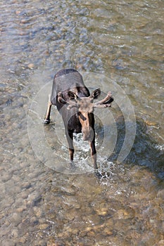 Moose in Velvet Walking in a River