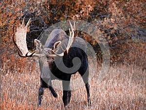 Moose, walking through autumn meadow