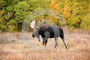 Moose, walking through autumn meadow