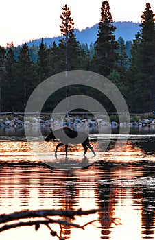 Moose walking on the lake at Rocky Mountain National Park in Colorado during sunrise