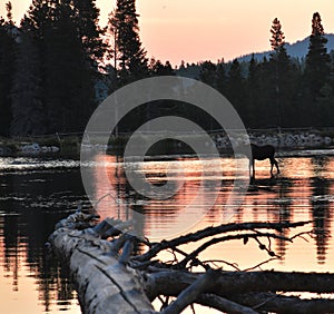 Moose walking on the lake at Rocky Mountain National Park in Colorado during sunrise