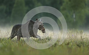 Moose walking in a meadow