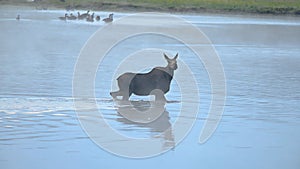 Moose walking through a shallow river