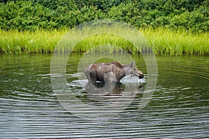 Moose walking in the water. Denali National Park, Alaska.