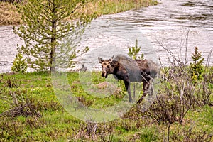 Moose on the West Side of Rocky Mountain National Park