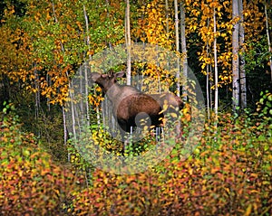Moose - wild cow moose