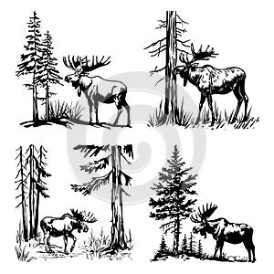 Moose in the Wild Illustration Set
