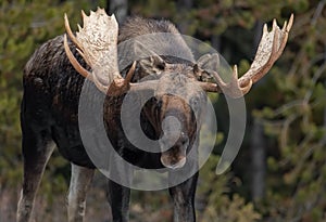 Moose in winter in Jasper, Canada
