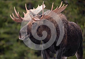 Moose in winter in Jasper, Canada