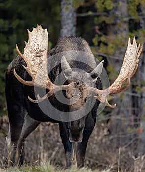 Moose in winter in Jasper, Canada