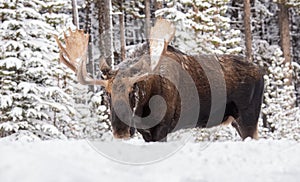 A Moose in Winter in Jasper Canada