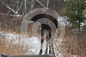 Moose yearling in Hillsboro, NH.