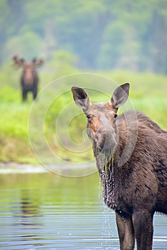 Mooses in the river photo