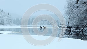 2 mooses swimming at the lake Selbu photo