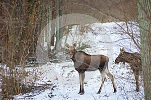 Mooses in the winter forest, January day