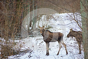 Mooses in the winter forest, January day photo