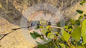 Mopane caterpillar on the branch of the mopane tree feeds on the leaves