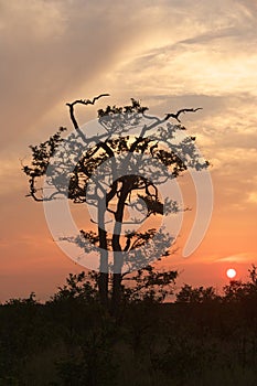 Mopane Sunset