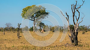 Mopane tree and savannah in south africa