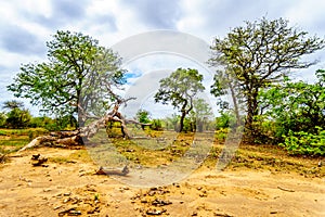 Mopane trees and trees knocked down by elephants in Kruger National Park