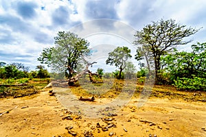 Mopane trees and trees knocked down by elephants in Kruger National Park